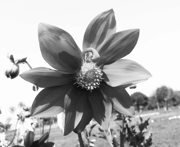 黒の背景の自然 植物と花の写真 — ストック写真