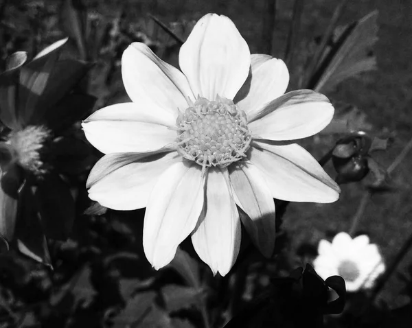 Fondo Negro Naturaleza Hojas Plantas Flores Fotografía —  Fotos de Stock