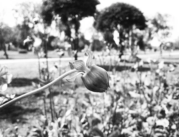 黒の背景の自然 植物と花の写真 — ストック写真