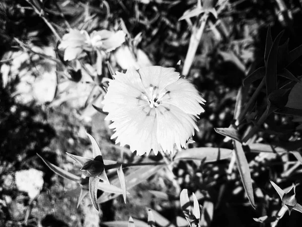 Černé Pozadí Příroda Listí Rostlin Květin Fotografie — Stock fotografie