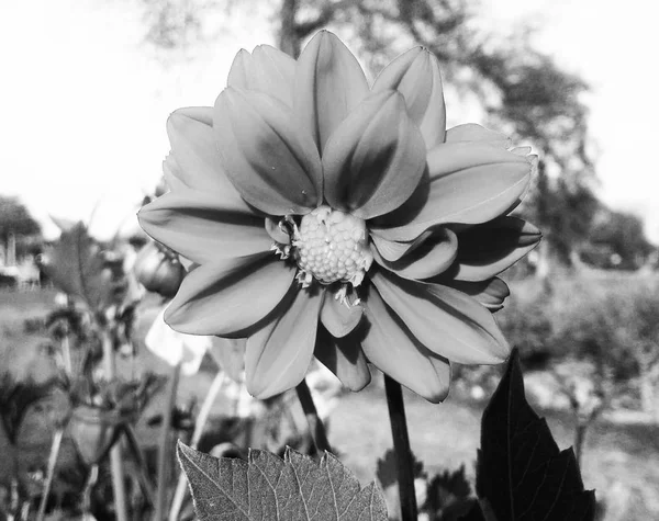 黒の背景の自然 植物と花の写真 — ストック写真