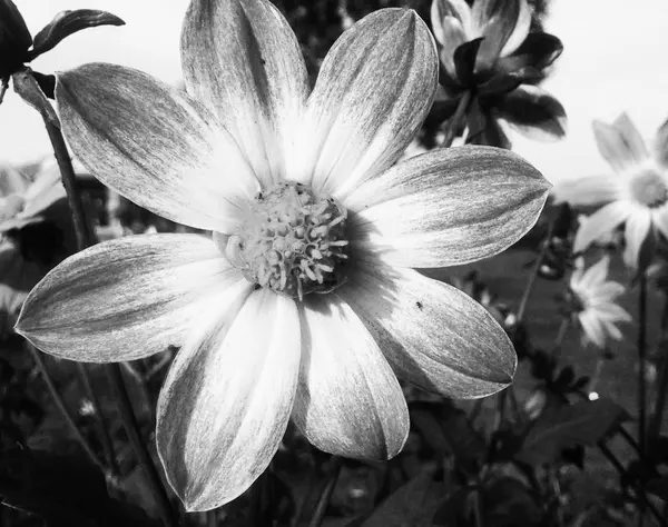 Czarnym Tle Fotografia Przyrody Liści Roślin Kwiatów — Zdjęcie stockowe
