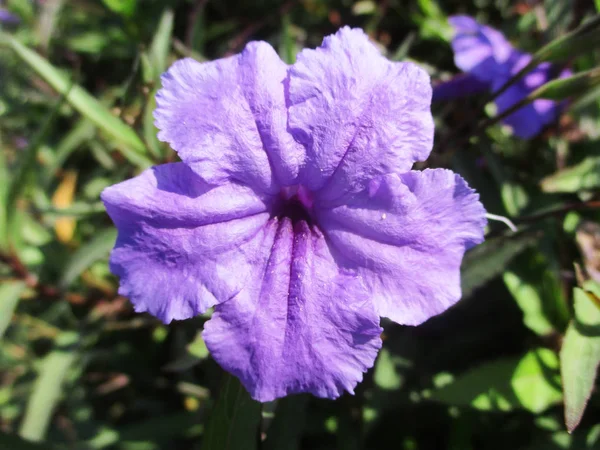 Fondo Negro Naturaleza Hojas Plantas Flores Fotografía —  Fotos de Stock