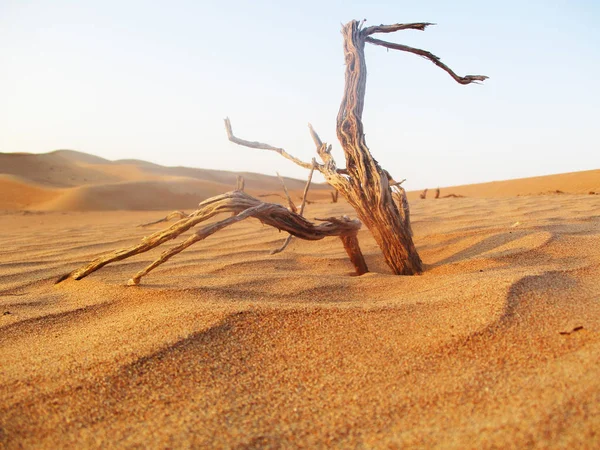 Χρυσή Άμμο Τοπίο Της Ερήμου — Φωτογραφία Αρχείου