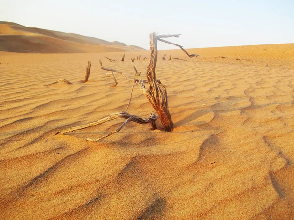 Golden Sand Krajobraz Pustynia — Zdjęcie stockowe