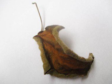 İzole arka planda sonbahar yaprakları