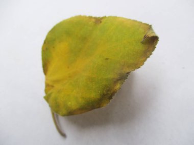 renkli çiçekler Güzel doğa