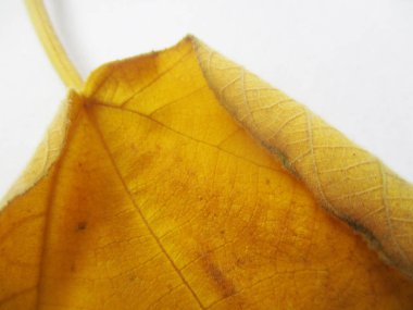 renkli çiçekler Güzel doğa