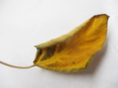 renkli çiçekler Güzel doğa