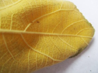 renkli çiçekler Güzel doğa