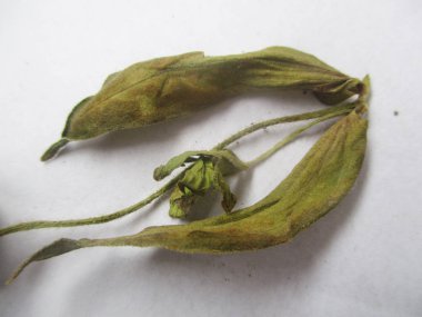 Eid Mubarak Müslüman topluluk Festivali kutlamaları için Arapça hat ile