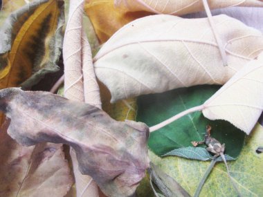 Eid Mubarak Müslüman topluluk Festivali kutlamaları için Arapça hat ile