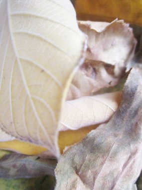 Eid Mubarak Müslüman topluluk Festivali kutlamaları için Arapça hat ile