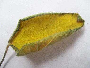 Eid Mubarak Müslüman topluluk Festivali kutlamaları için Arapça hat ile