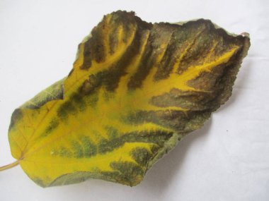 Eid Mubarak Müslüman topluluk Festivali kutlamaları için Arapça hat ile