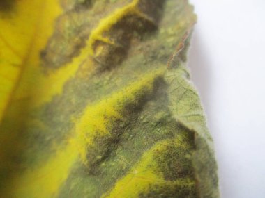 Eid Mubarak Müslüman topluluk Festivali kutlamaları için Arapça hat ile