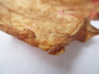 Eid Mubarak Müslüman topluluk Festivali kutlamaları için Arapça hat ile