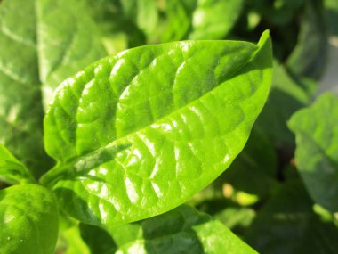 renkli çiçekler Güzel doğa