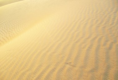 sahara çöl kumulları