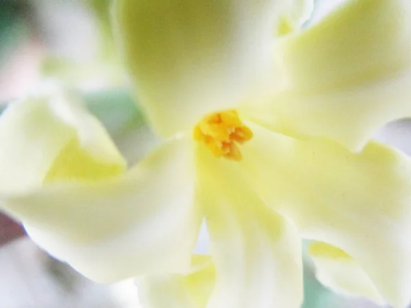 Барвисті Квіти Красива Природа — стокове фото