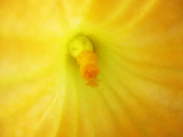 Színpompás Virágok Gyönyörű Természet — Stock Fotó