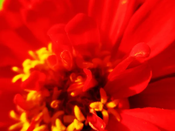 Красочные Цветы — стоковое фото