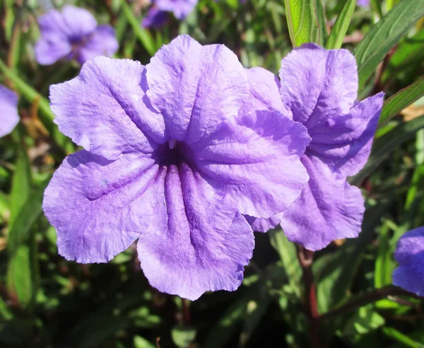 Bunte Blumen Schöne Natur — Stockfoto