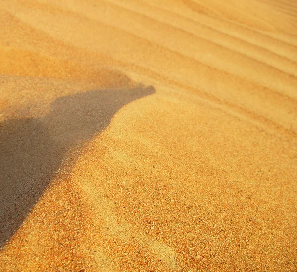 Dunas Arena Desierto Del Sahara —  Fotos de Stock