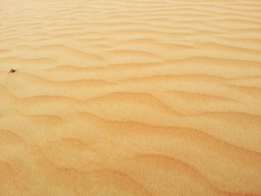 sahara çöl kumulları