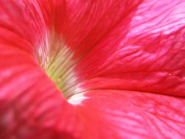 五颜六色的花朵 美丽的大自然 — 图库照片