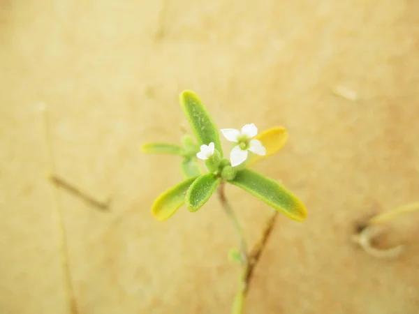 Písečné Duny Poušti Sahara — Stock fotografie