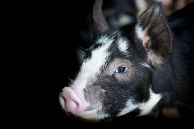 swine farming - parent swine farm. Feeding baby piglets, one of livestock farming business feeding in indoor housing. Many pigs are eating pork breast milk. clipart