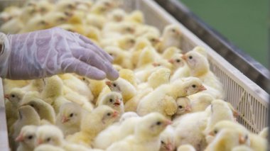Kümes hayvanları iş. tavuk çiftliği iş yüksek tarım ve tarım teknoloji kullanarak. Tavuk işlem seçin. Bu bebek tavuk olduğunu.