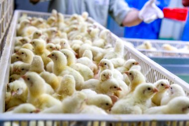 Kümes hayvanları iş. tavuk çiftliği iş yüksek tarım ve tarım teknoloji kullanarak. Tavuk işlem seçin. Bu bebek tavuk olduğunu.