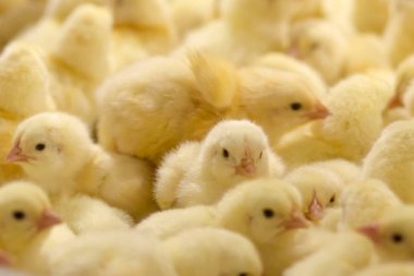 Kümes hayvanları iş. tavuk çiftliği iş yüksek tarım ve tarım teknoloji kullanarak. Tavuk işlem seçin. Bu bebek tavuk olduğunu.