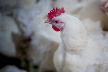 Tavuklu kümes hayvanı çiftliği. Çiftlik işleri, çiftlik hayvanları için konut işleri, ev içinde beyaz tavuk çiftliği. Et ve yumurta üretimi için canlı tavuk depoda.