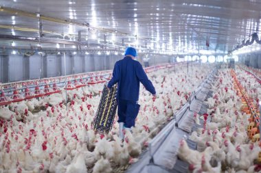 Tavuklu kümes hayvanı çiftliği. Çiftlik işleri, çiftlik hayvanları için konut işleri, ev içinde beyaz tavuk çiftliği. Et ve yumurta üretimi için canlı tavuk depoda.
