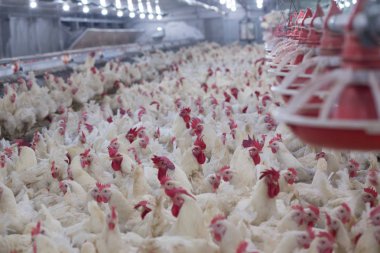 Tavuklu kümes hayvanı çiftliği. Çiftlik işleri, çiftlik hayvanları için konut işleri, ev içinde beyaz tavuk çiftliği. Et ve yumurta üretimi için canlı tavuk depoda.