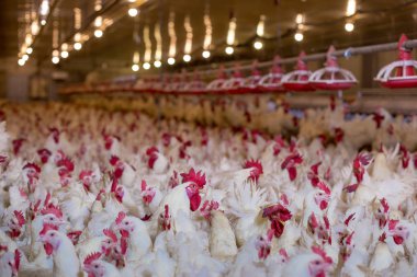 Tavuklu kümes hayvanı çiftliği. Çiftlik işleri, çiftlik hayvanları için konut işleri, ev içinde beyaz tavuk çiftliği. Et ve yumurta üretimi için canlı tavuk depoda.