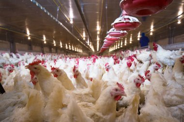 Tavuklu kümes hayvanı çiftliği. Çiftlik işleri, çiftlik hayvanları için konut işleri, ev içinde beyaz tavuk çiftliği. Et ve yumurta üretimi için canlı tavuk depoda.