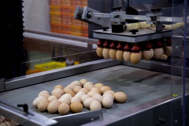 tepsi, yumurta iş ve katman işlemi üzerinde yumurta sürü. İyi kalitede seçimi üzerinde çalışan işlemi sürece fabrika sanayi ile yüksek teknoloji tarafından yumurta