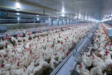 Tavuklu kümes hayvanı çiftliği. Çiftlik işleri, çiftlik hayvanları için konut işleri, ev içinde beyaz tavuk çiftliği. Et ve yumurta üretimi için canlı tavuk depoda.