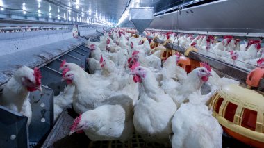 Tavuklu kümes hayvanı çiftliği. Çiftlik işleri, çiftlik hayvanları için konut işleri, ev içinde beyaz tavuk çiftliği. Et ve yumurta üretimi için canlı tavuk depoda.
