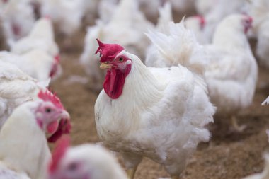 Tavuklu kümes hayvanı çiftliği. Çiftlik işleri, çiftlik hayvanları için konut işleri, ev içinde beyaz tavuk çiftliği. Et ve yumurta üretimi için canlı tavuk depoda.
