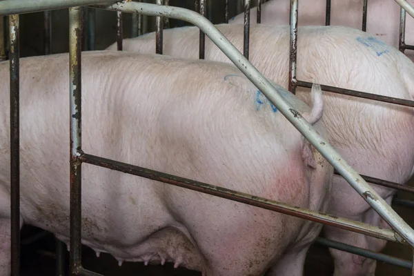 Svin Farm Business Traditionell Stil Förälder Svin Gård Utfodring Smågrisar — Stockfoto