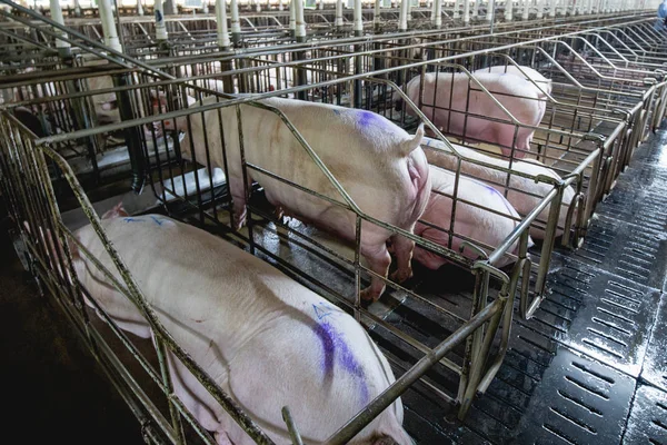 Svin Farm Business Traditionell Stil Förälder Svin Gård Utfodring Smågrisar — Stockfoto