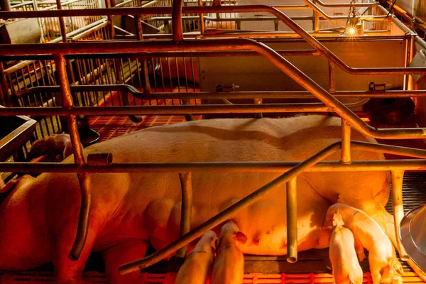 Varkens Landbouw Bovenliggende Varkens Boerderij Het Voeden Van Baby Biggen — Stockfoto