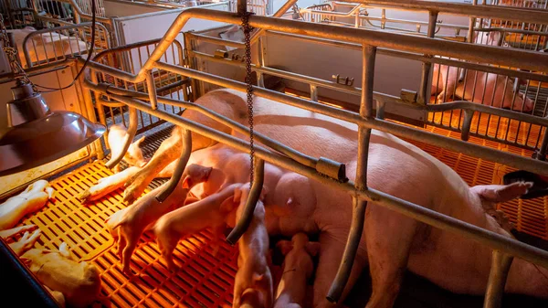 养猪养殖 母猪农场 喂养婴儿仔猪 是家畜养殖企业在室内饲养的一种住宅 很多猪都在吃猪肉奶 — 图库照片