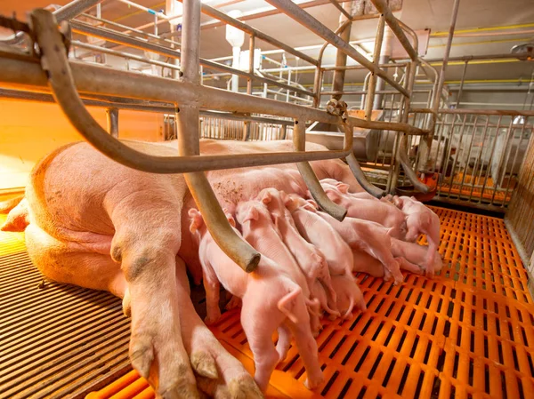 Swine Farming Parent Swine Farm Feeding Baby Piglets One Livestock — Stock Photo, Image