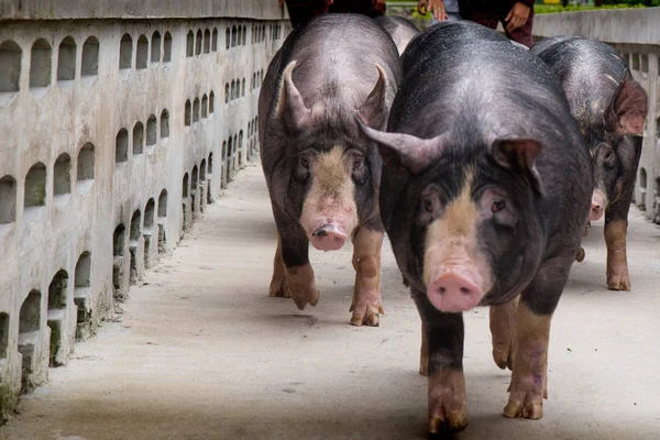 Berkshire domuz veya Kurobuta - iş tarım domuz domuz. Yetiştirme Pigfarmingis ve aile içi Domuz yetiştiriciliği Hayvancılık olarak. Domuz iş